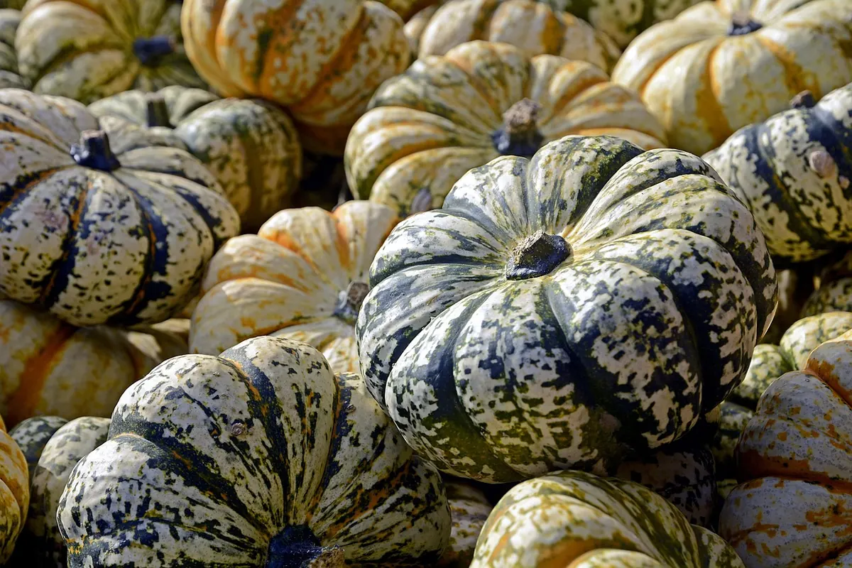 Autumn Fitness Nutrition: Seasonal Foods to Support Training and Recovery